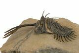 Spiny Walliserops Trilobite With Diademaproetus - Foum Zguid #312368-2